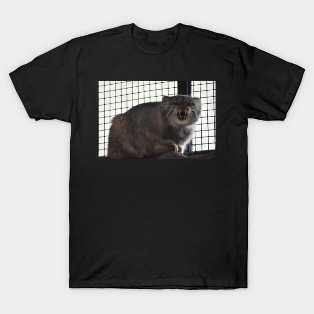 Angry Pallas Cat T-Shirt by MarieDarcy